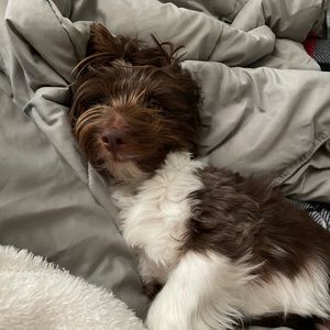 Meet your Posher, Austin